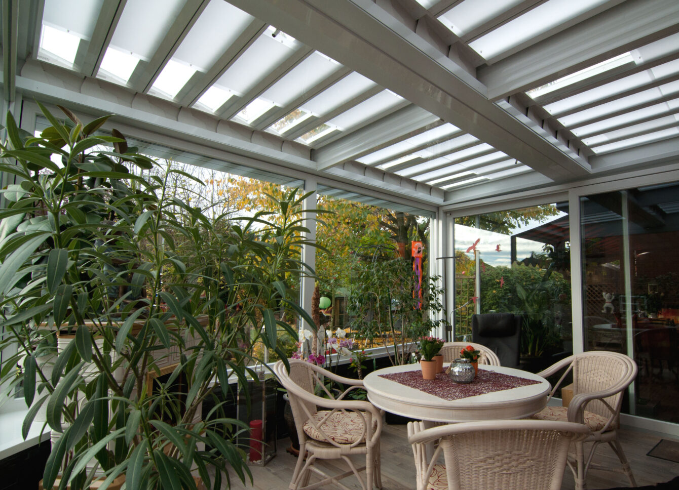 Fledmex glas premium